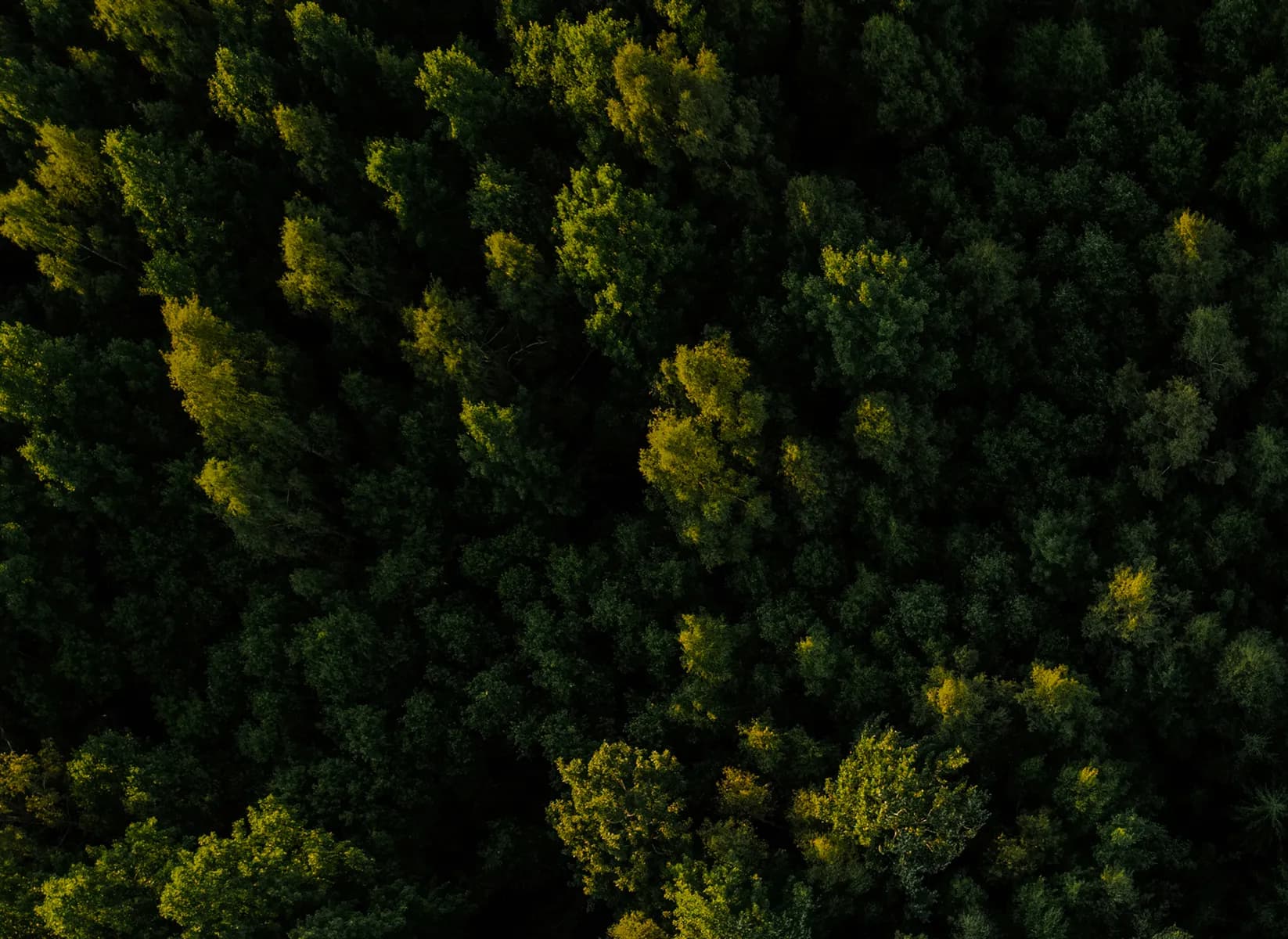 Vista aérea de un bosque